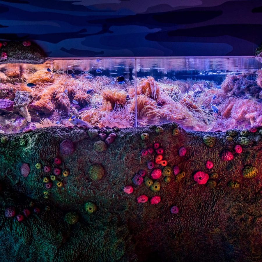 Reef exhibit Sydney lighting